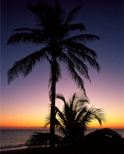 Palm Trees at Sunrise Harbour Island Bahamas (MF).jpg